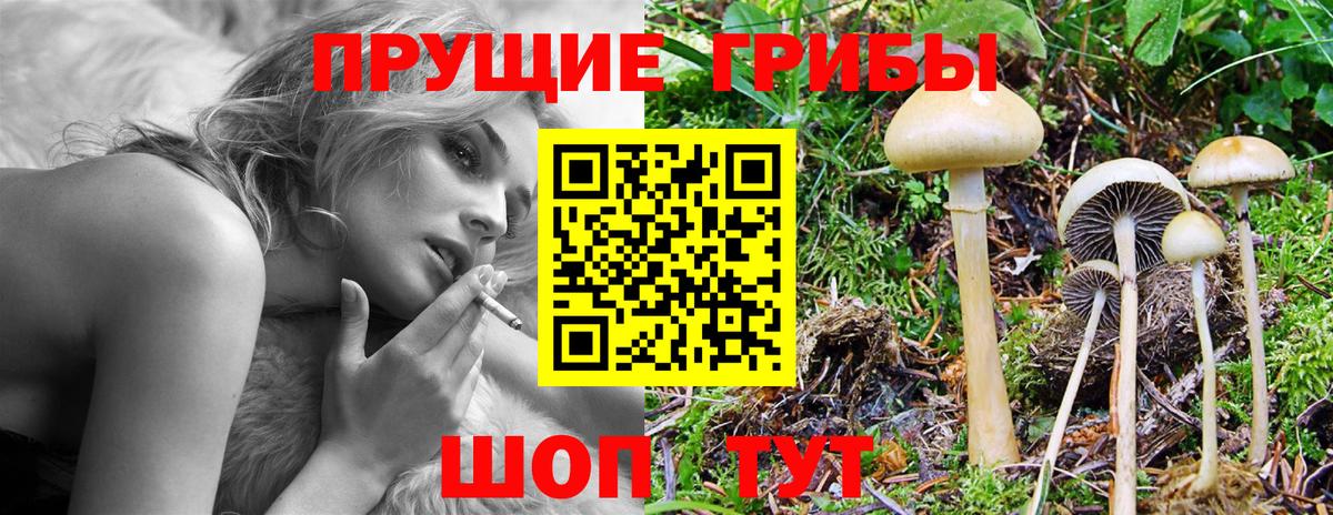 Галлюциногенные грибы Psilocybe Мичуринск